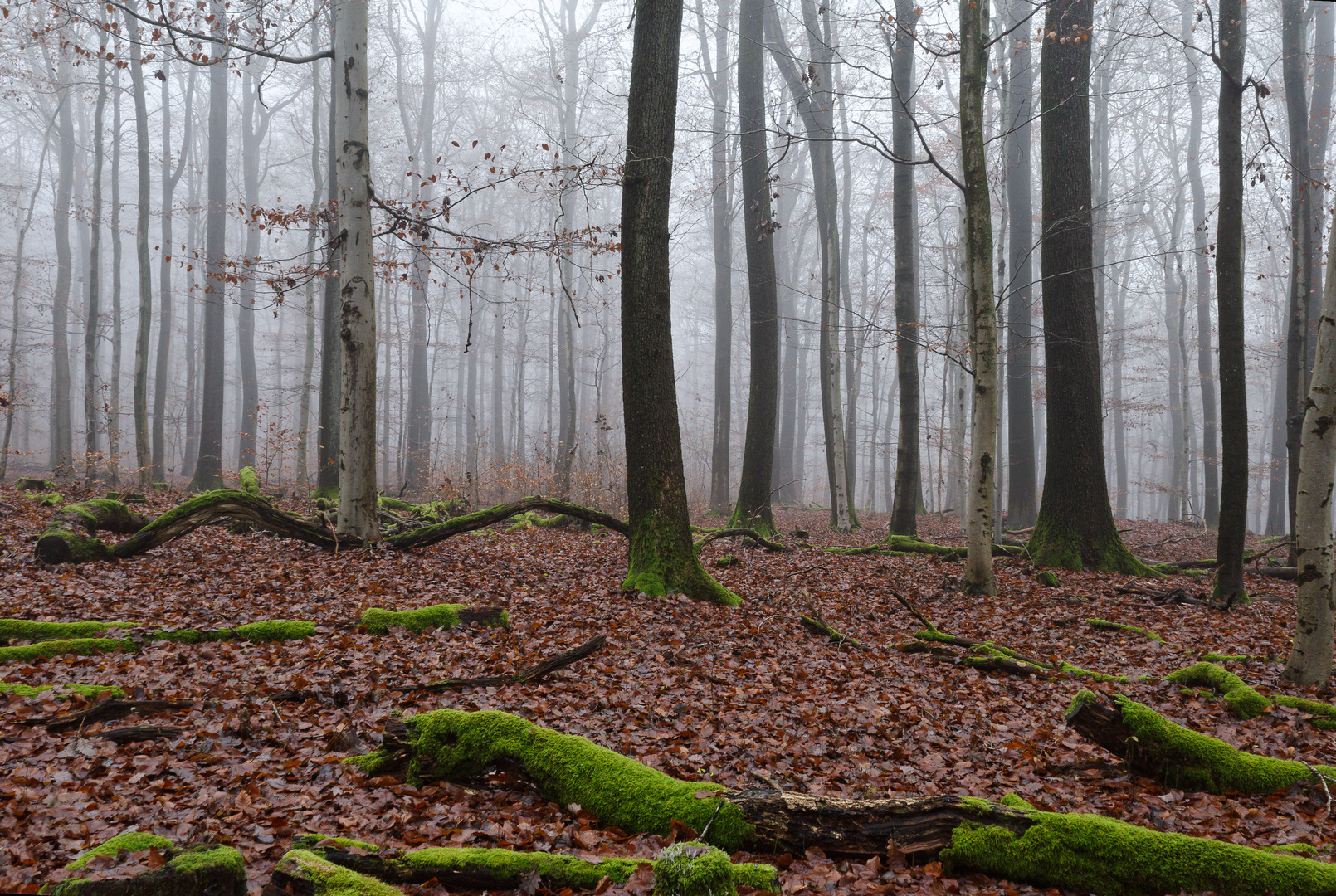 Spätherbst im Laubwald