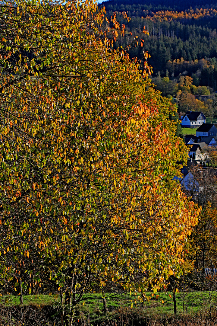 Spätherbst im Sauerland 2