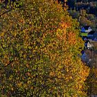 Spätherbst im Sauerland 2