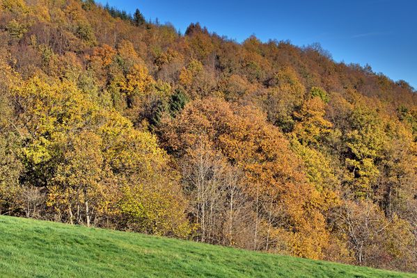 Spätherbst im Sauerland 3