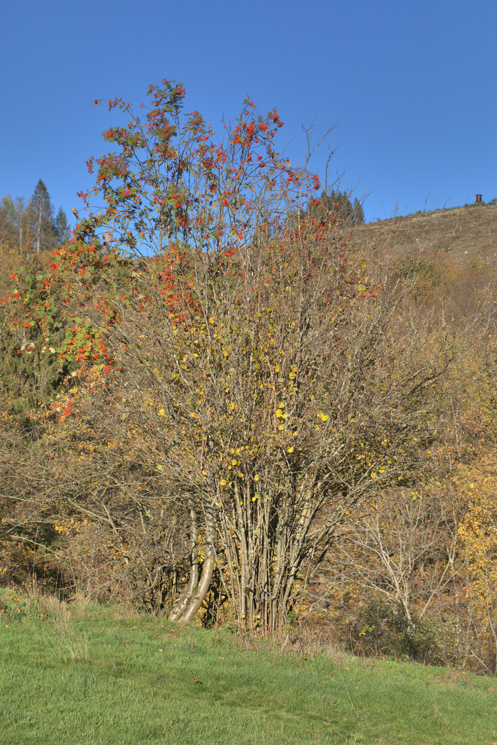 Spätherbst im Sauerland 4