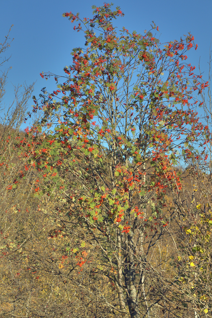 Spätherbst im Sauerland 5