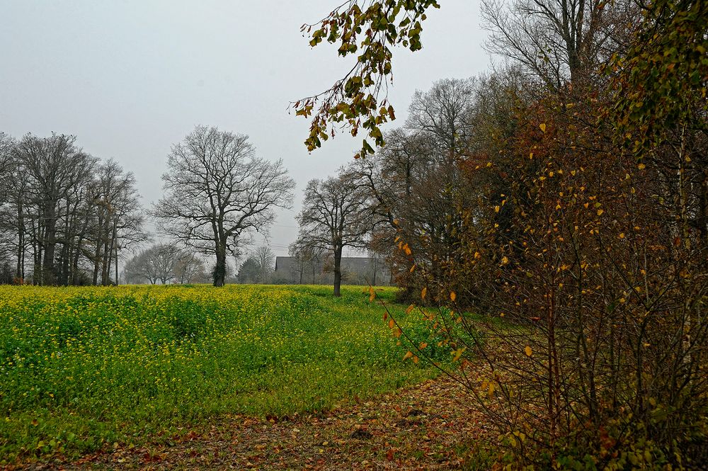 Spätherbst im südlichen Münsterland