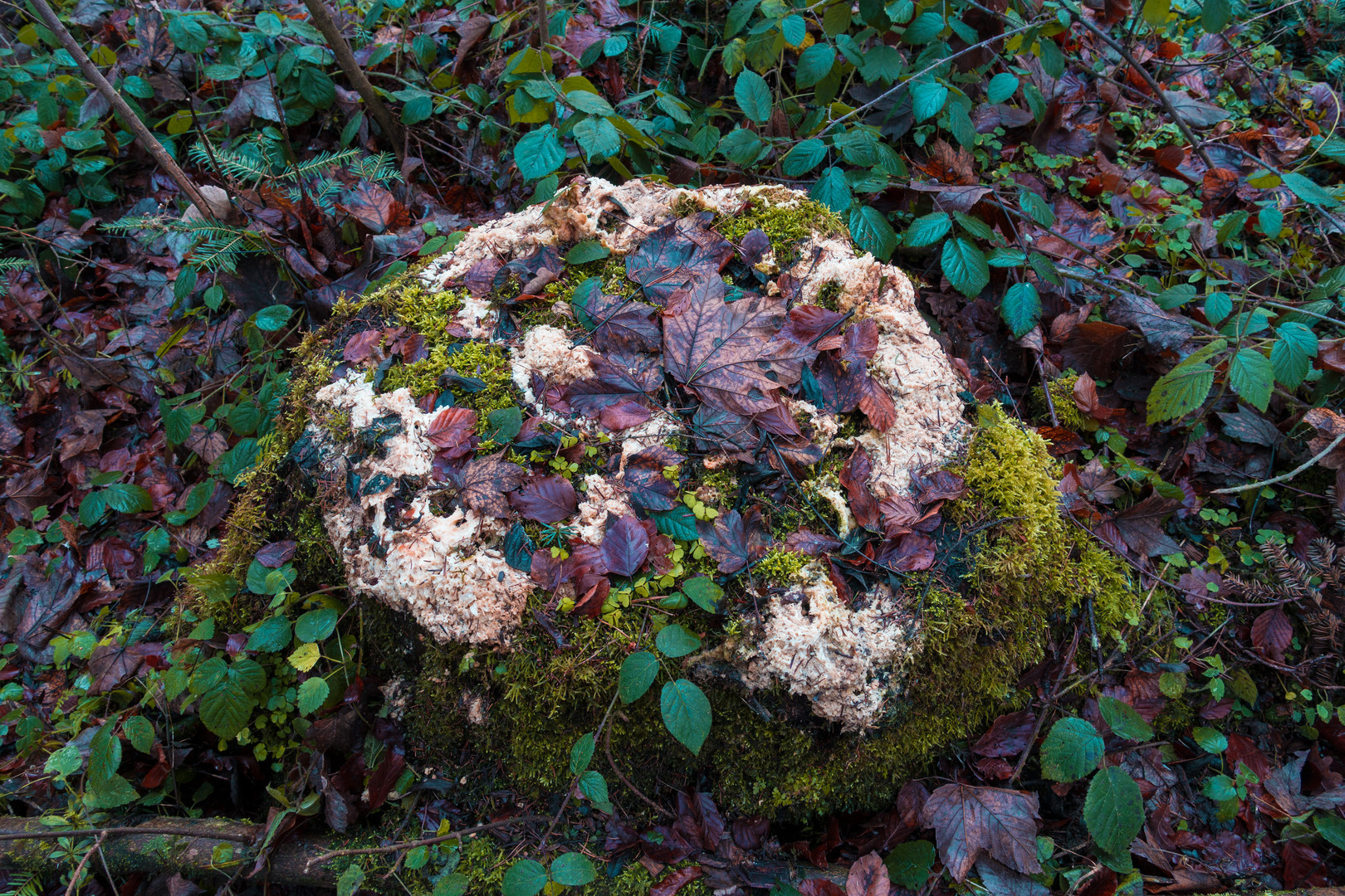 Spätherbst im Wald