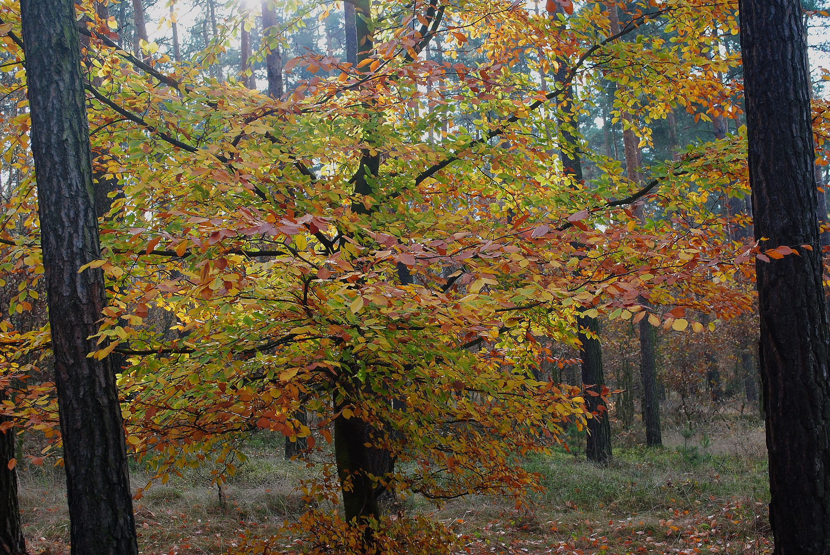 Spätherbst im Wald