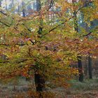 Spätherbst im Wald