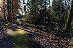 Spätherbst im Wald