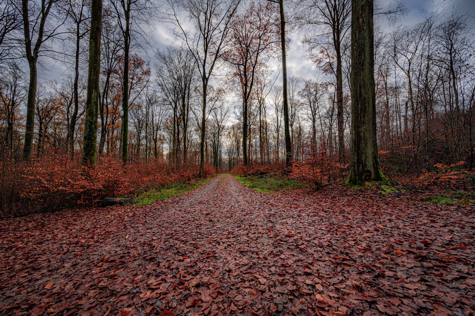 Spätherbst im Wald