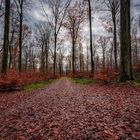 Spätherbst im Wald