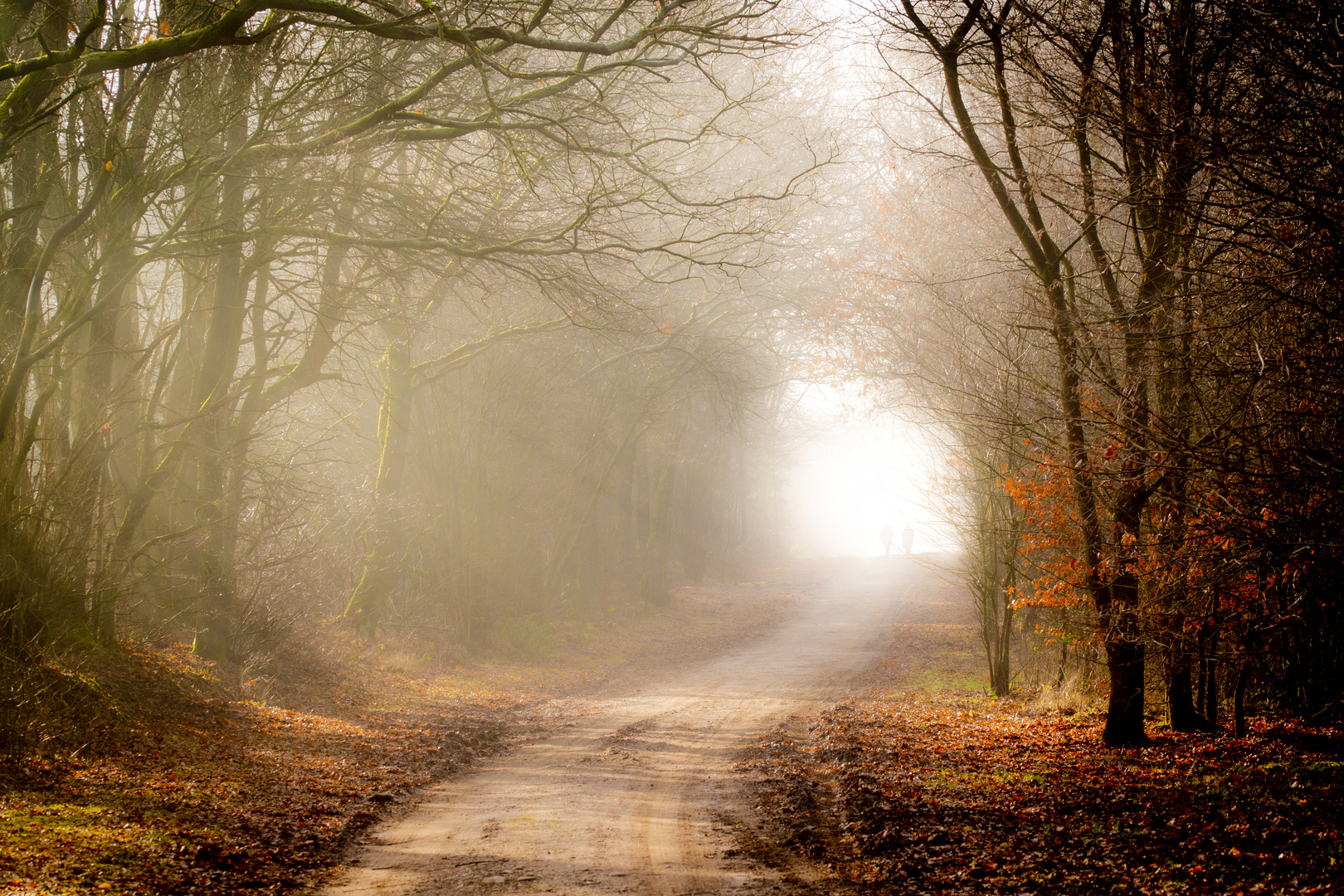 Spätherbst im Wald