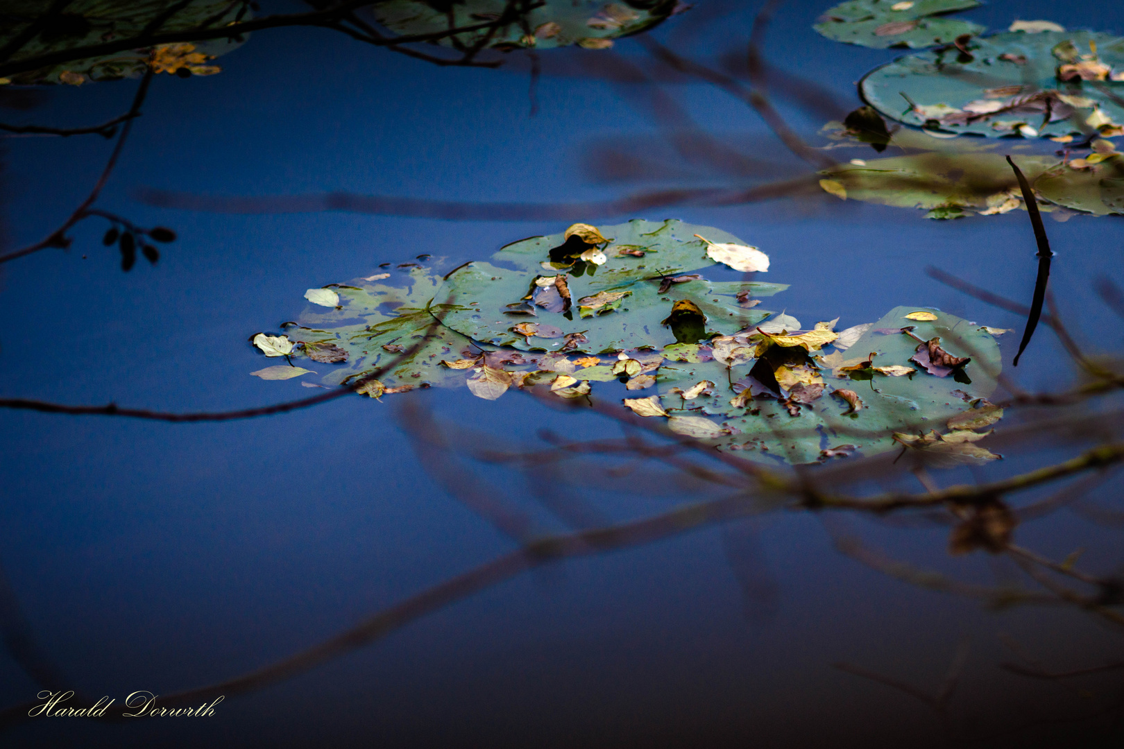 Spätherbst im Zeuterner See