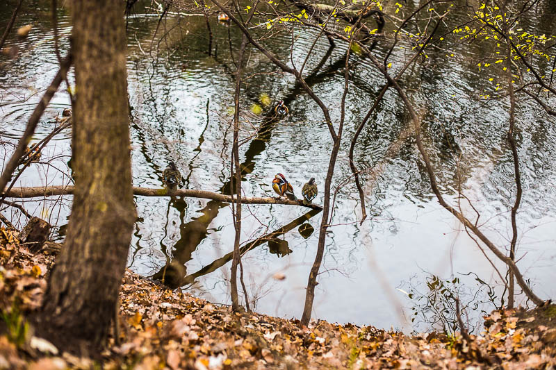 Spätherbst in den Prater Auen