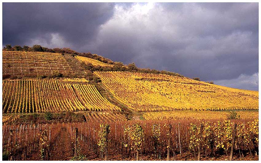 Spätherbst in den Weinbergen