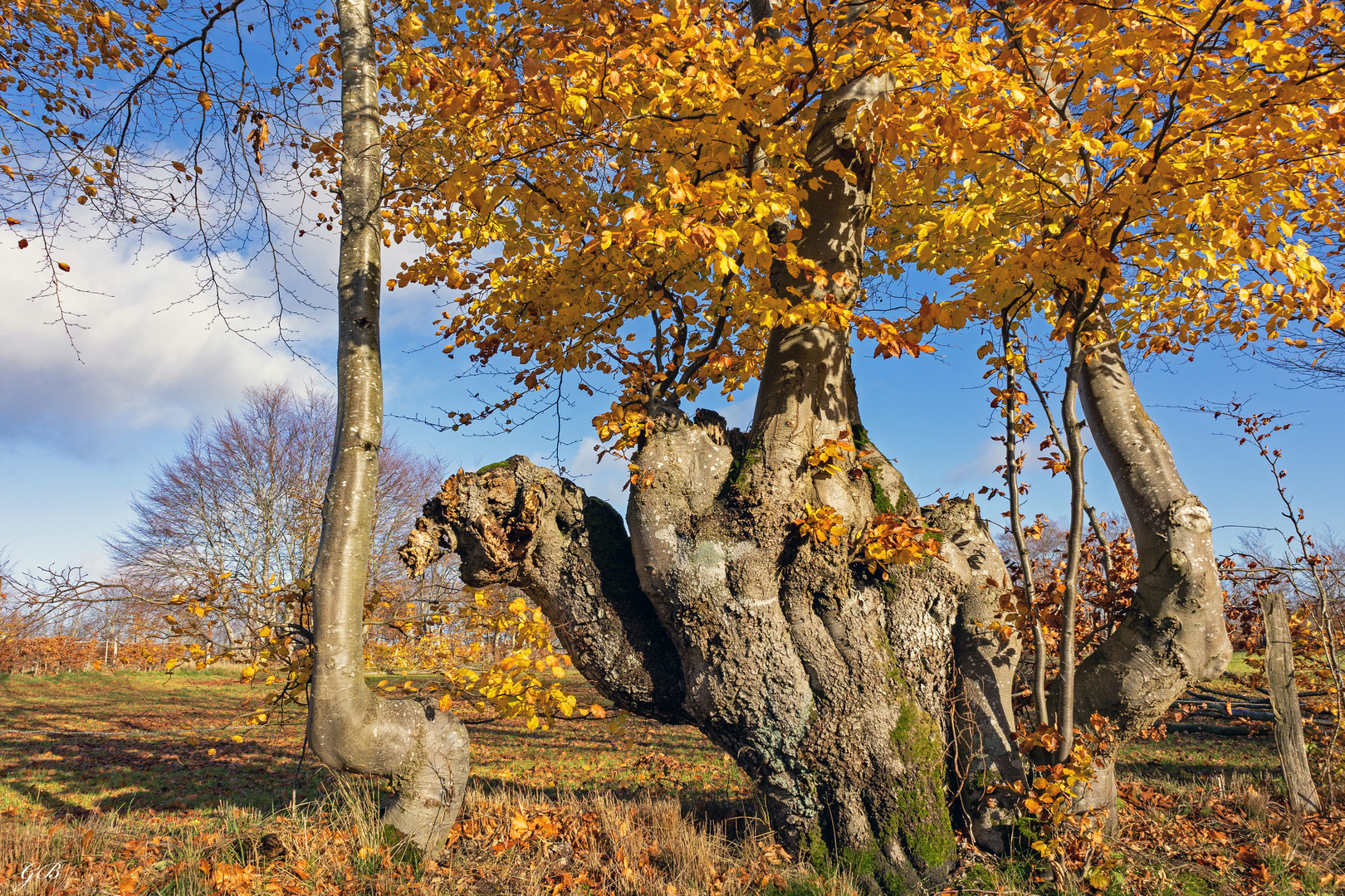 Spätherbst in der Eifel