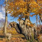 Spätherbst in der Eifel