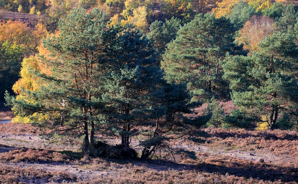 Spätherbst in der Heide...