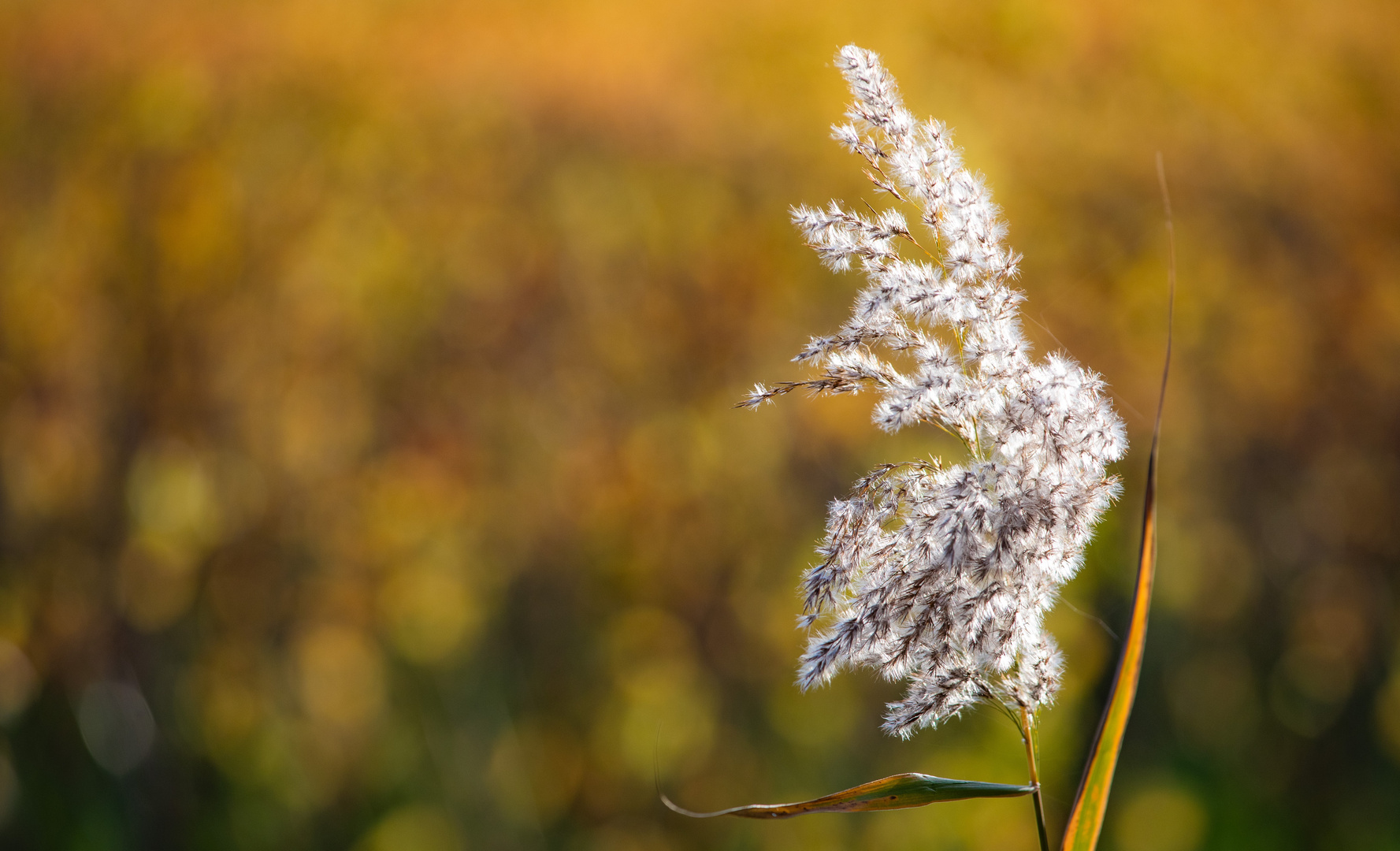 Spätherbst in der Pfalz