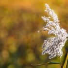 Spätherbst in der Pfalz