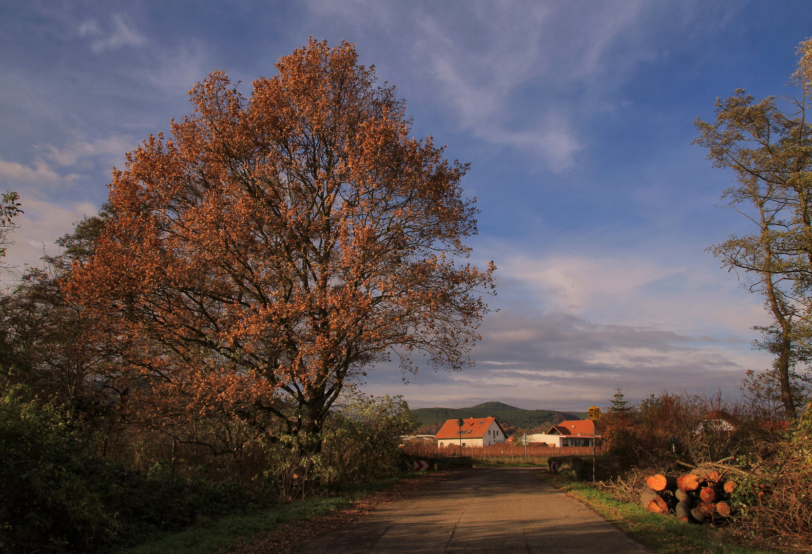 Spätherbst in der Pfalz