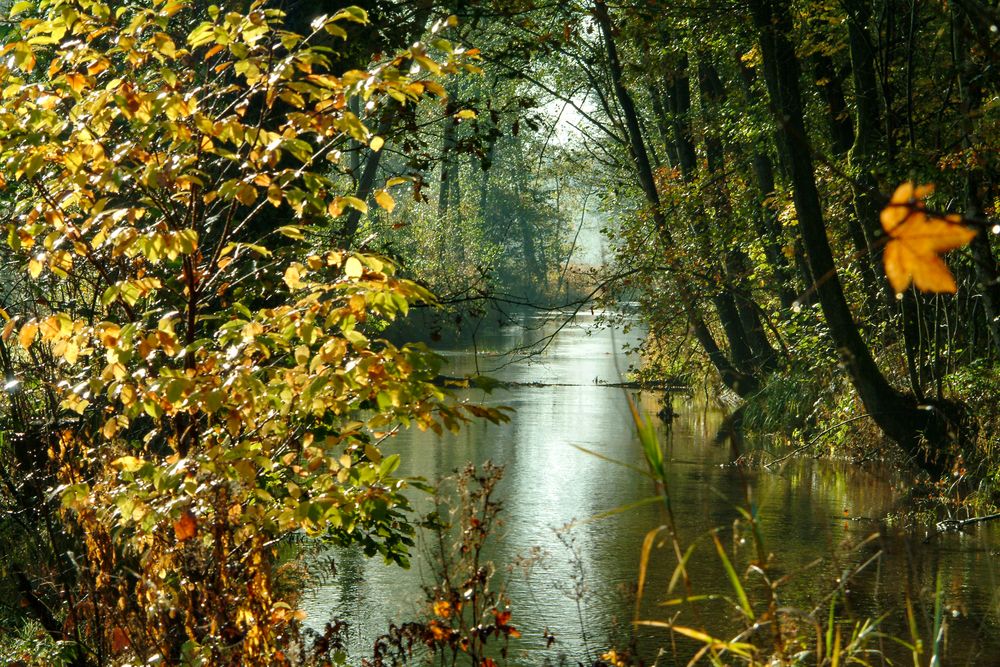 Spätherbst in der Südheide. 