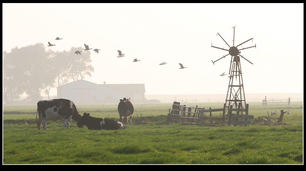 Spätherbst in Holland