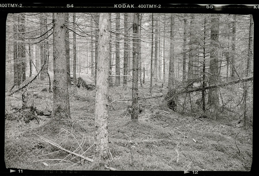 Spätherbst kurz vorm Schnee - mit Kodak T-Max 400 II