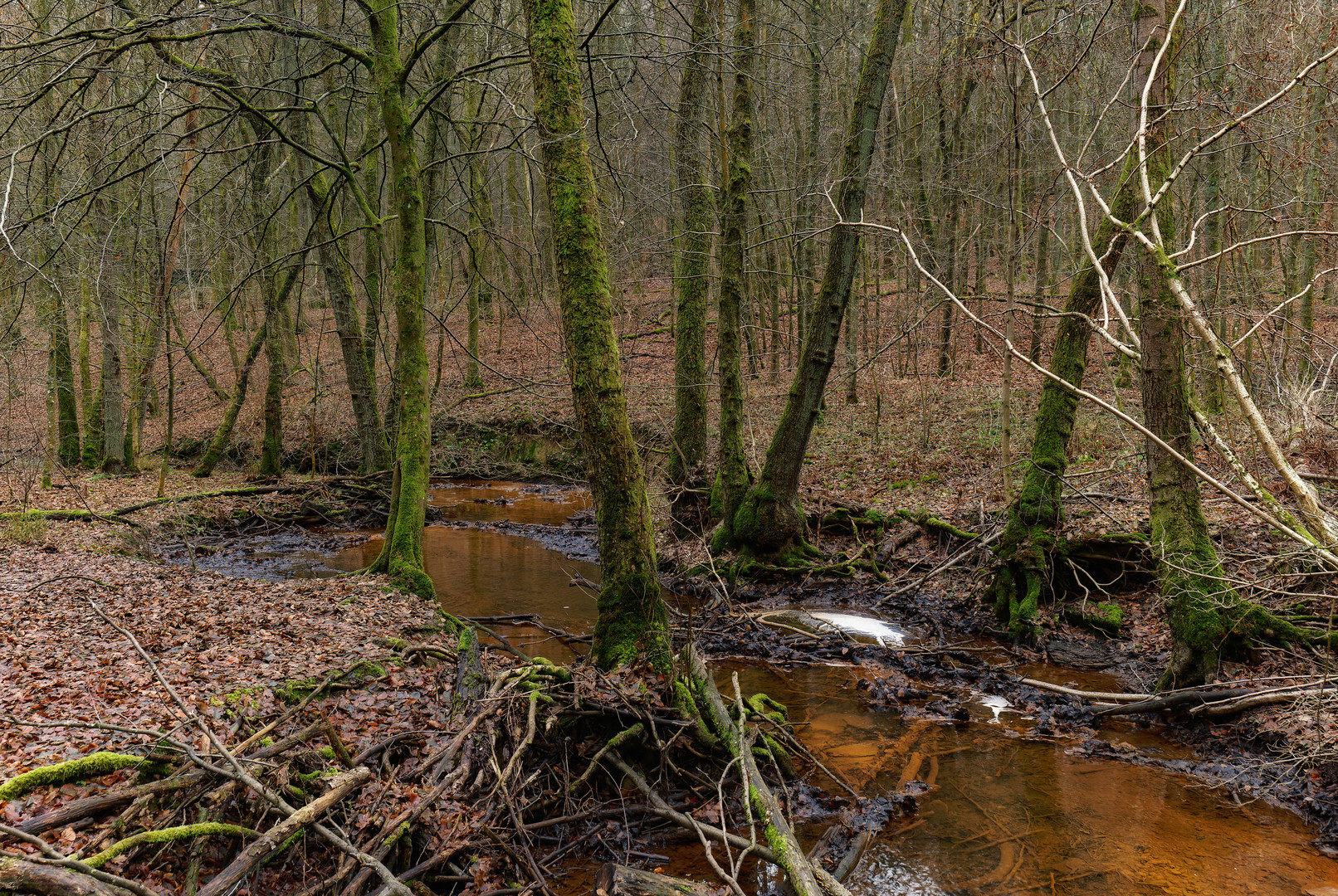 Spätherbstimpressionen am roten Netzbach