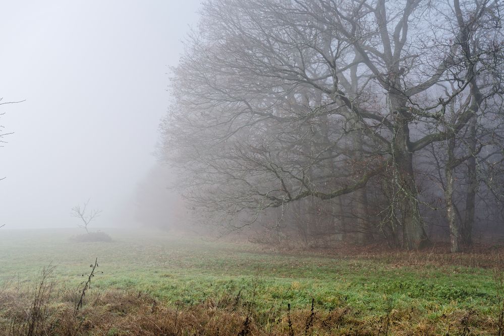 Spätherbstimpressionen am Waldrand