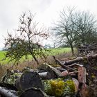 Spätherbstimpressionen auf dem Hangarder Flur