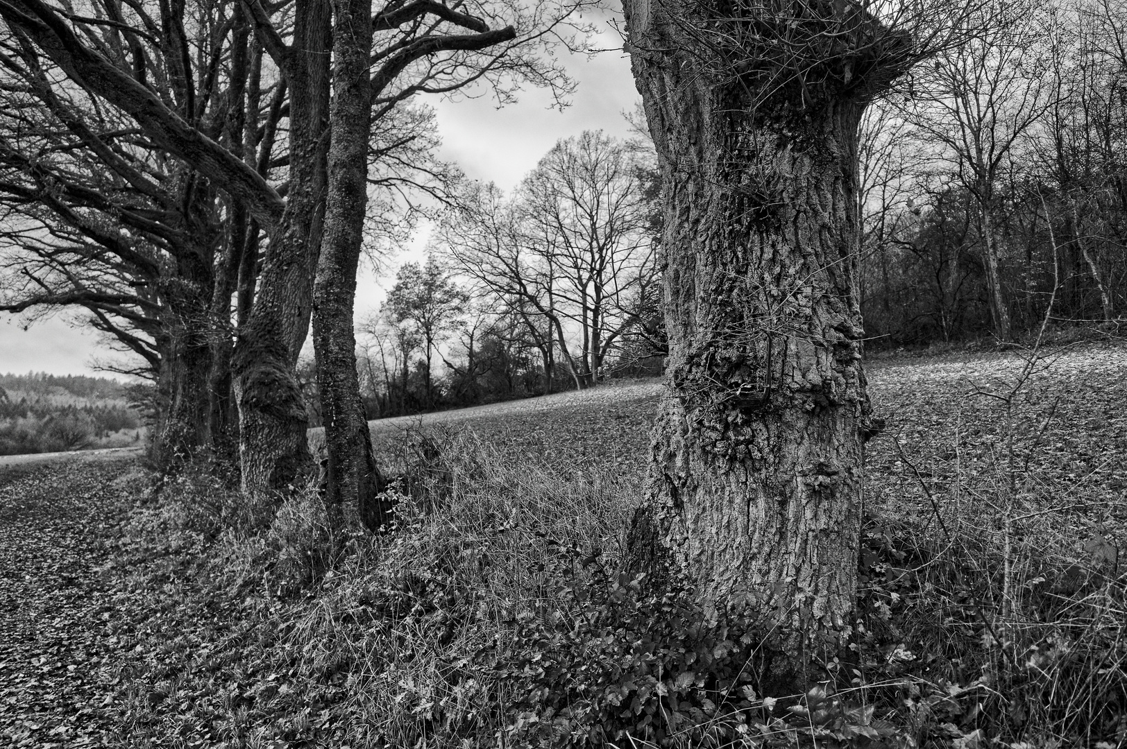 Spätherbstimpressionen auf dem Ottweiler Flur (Saarland)