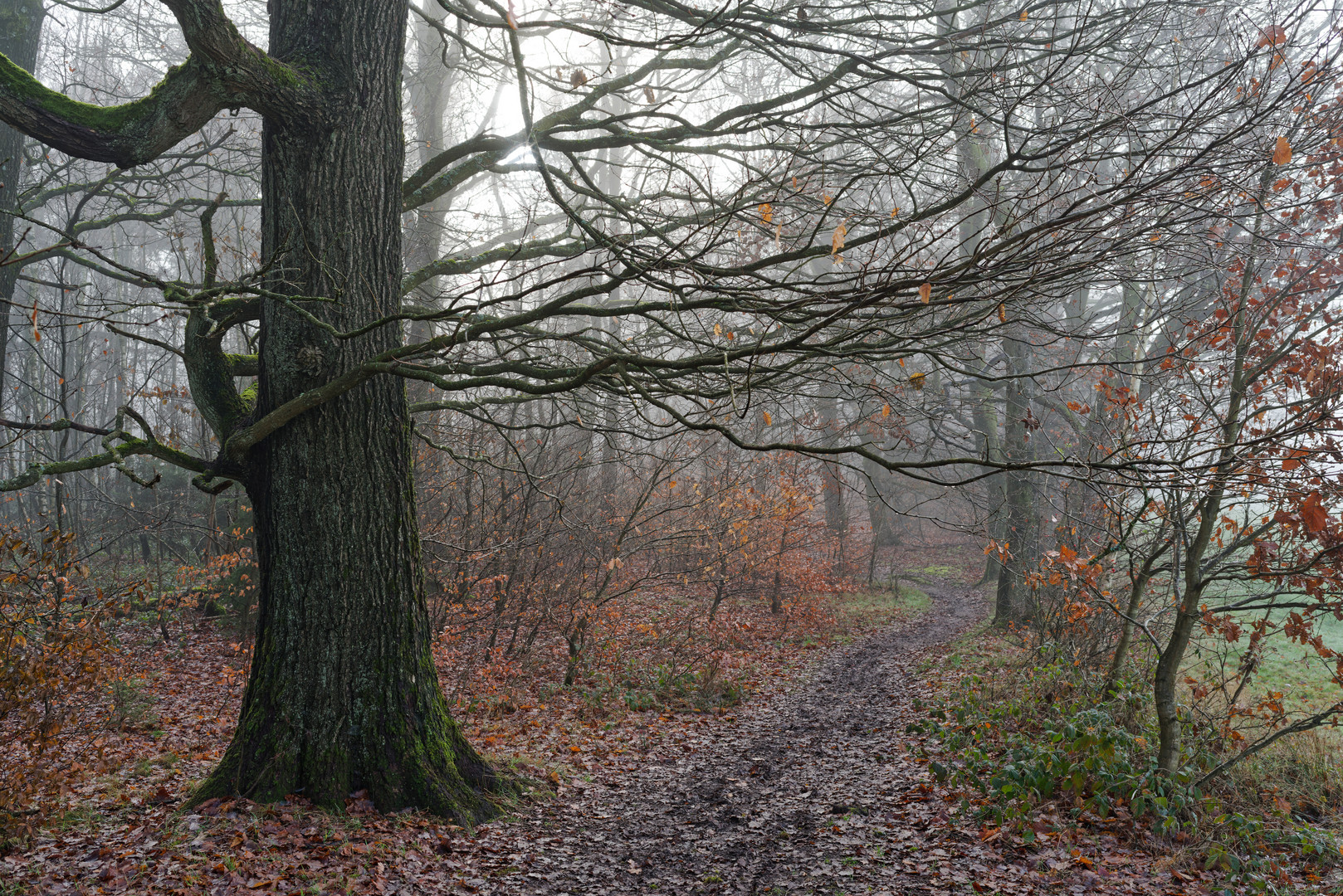 Spätherbstimpressionen auf dem Waldpfad