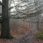 Spätherbstimpressionen auf dem Waldpfad