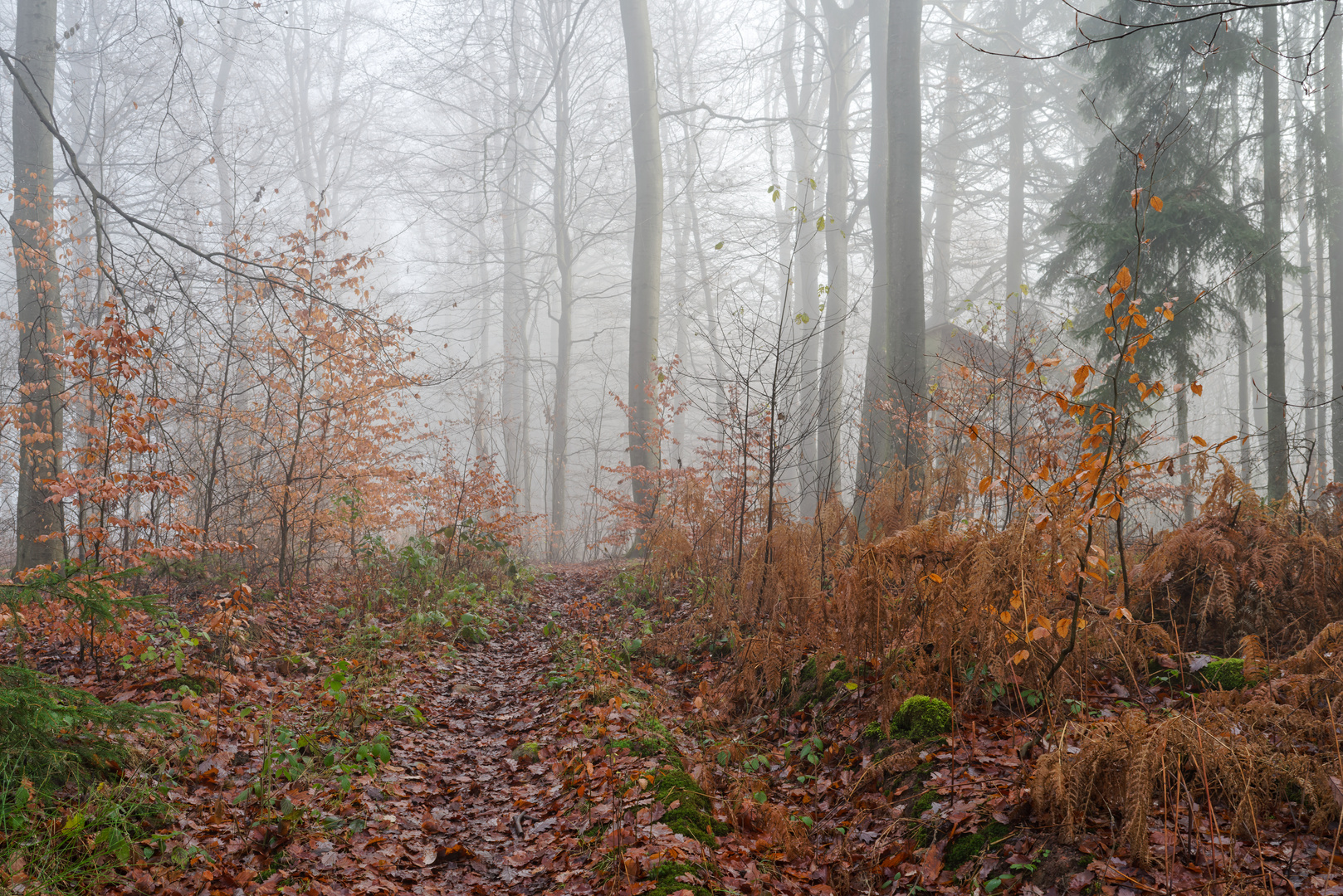 Spätherbstimpressionen im Wald