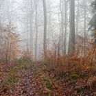 Spätherbstimpressionen im Wald