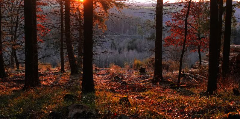 Spätherbstlich und ganz ohne Nebel ;-)