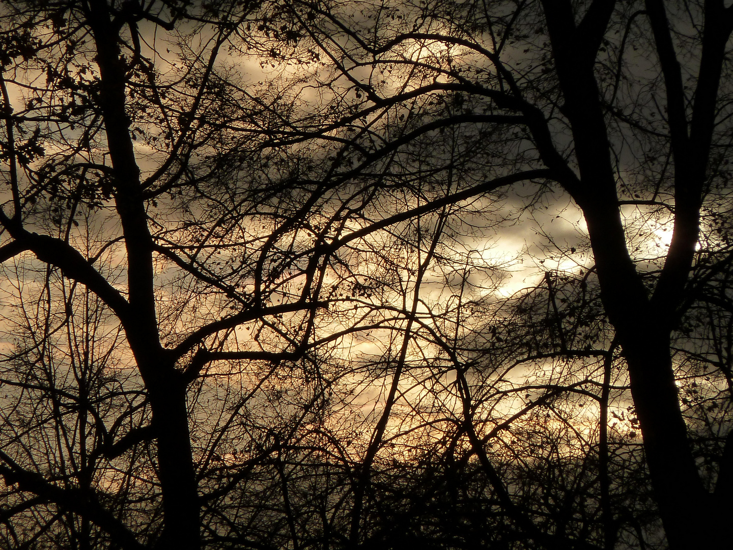 Spätherbstliche Abenddämmerung im Wald