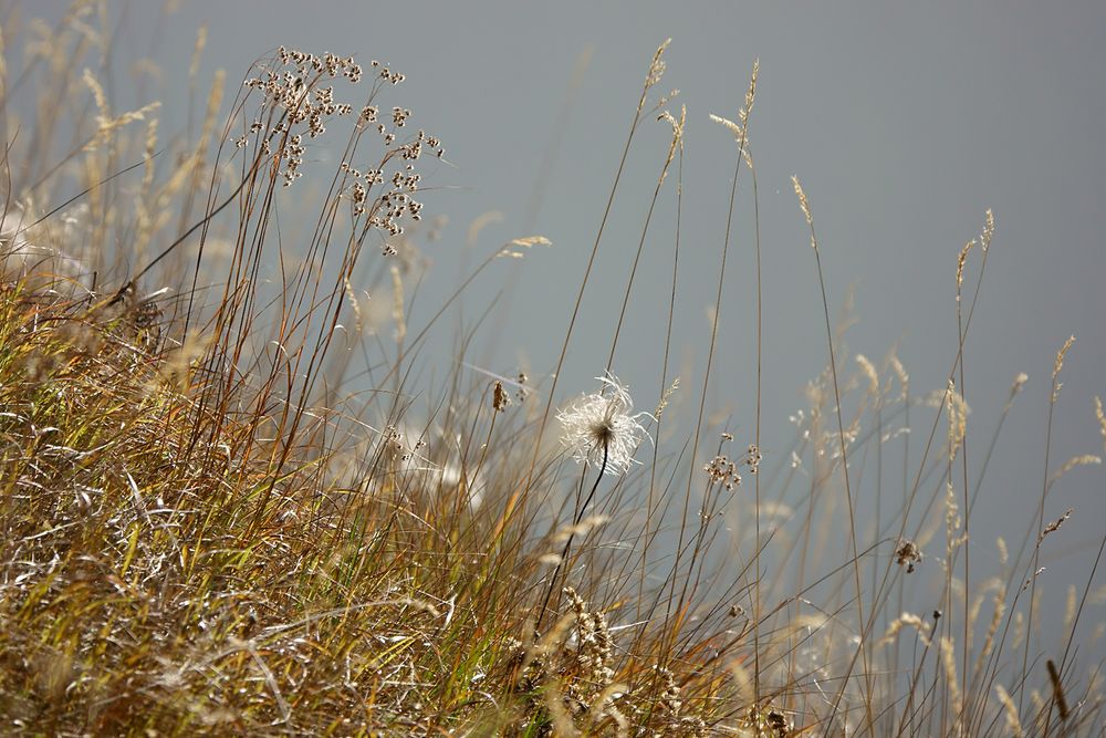 Spätherbstliche Bergwiese