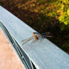 Spätherbstliche Geländer-Libelle