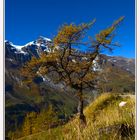 Spätherbstliche Lärche vor dem Gr. Wiesbachhorn