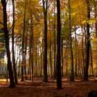 Spätherbstlicher Wald