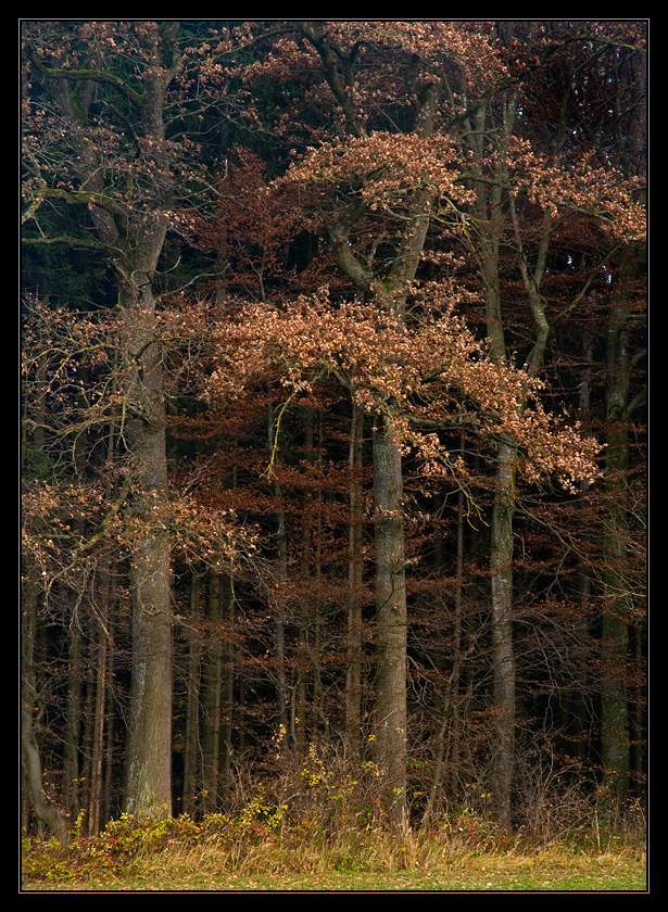 Spätherbstlicher Waldrand