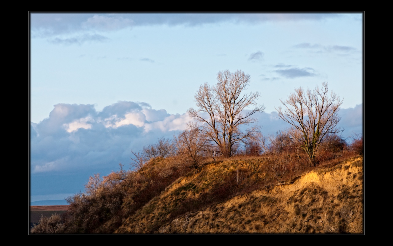 spätherbstliches Gehölz