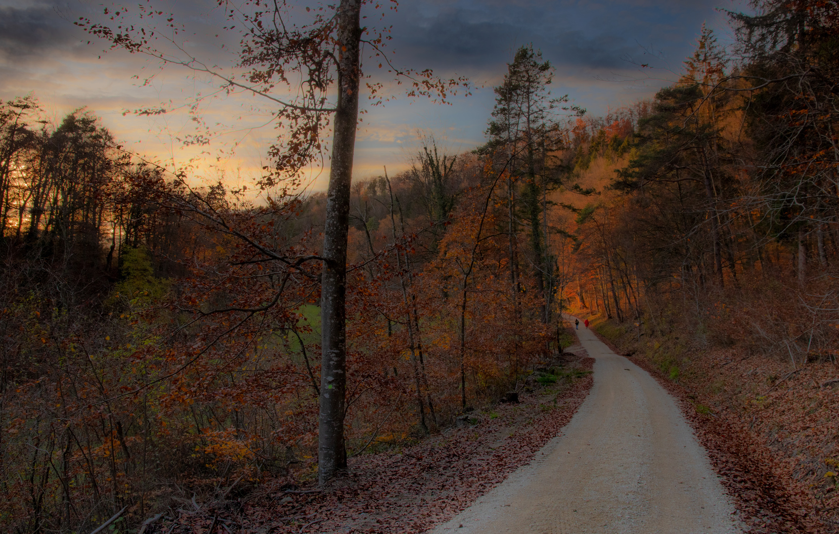 Spätherbstliches Waldlicht