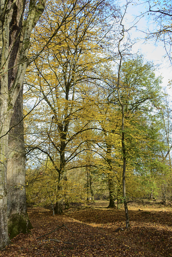 Spätherbstsonne