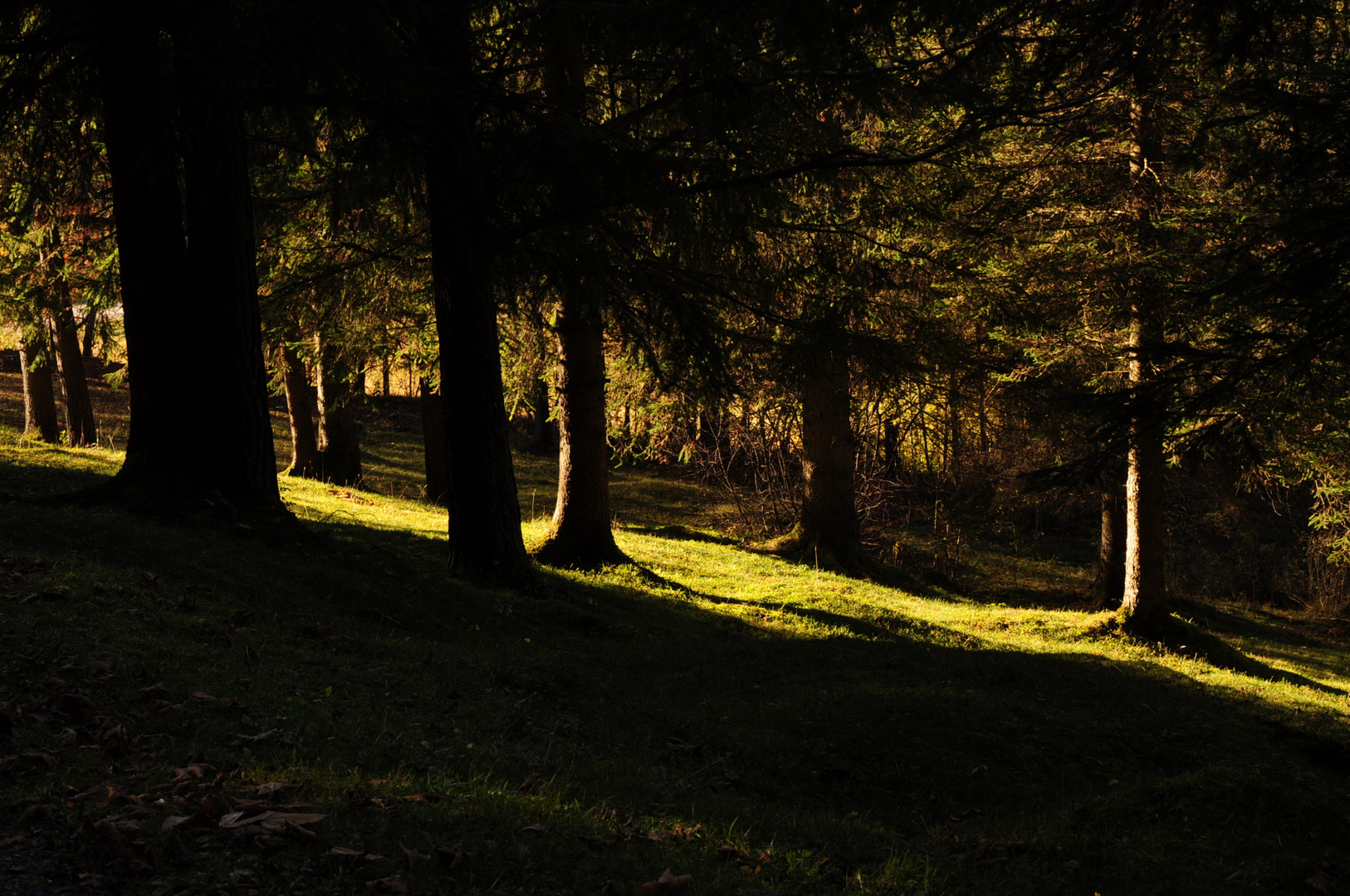 Spätherbstsonnenstrahl