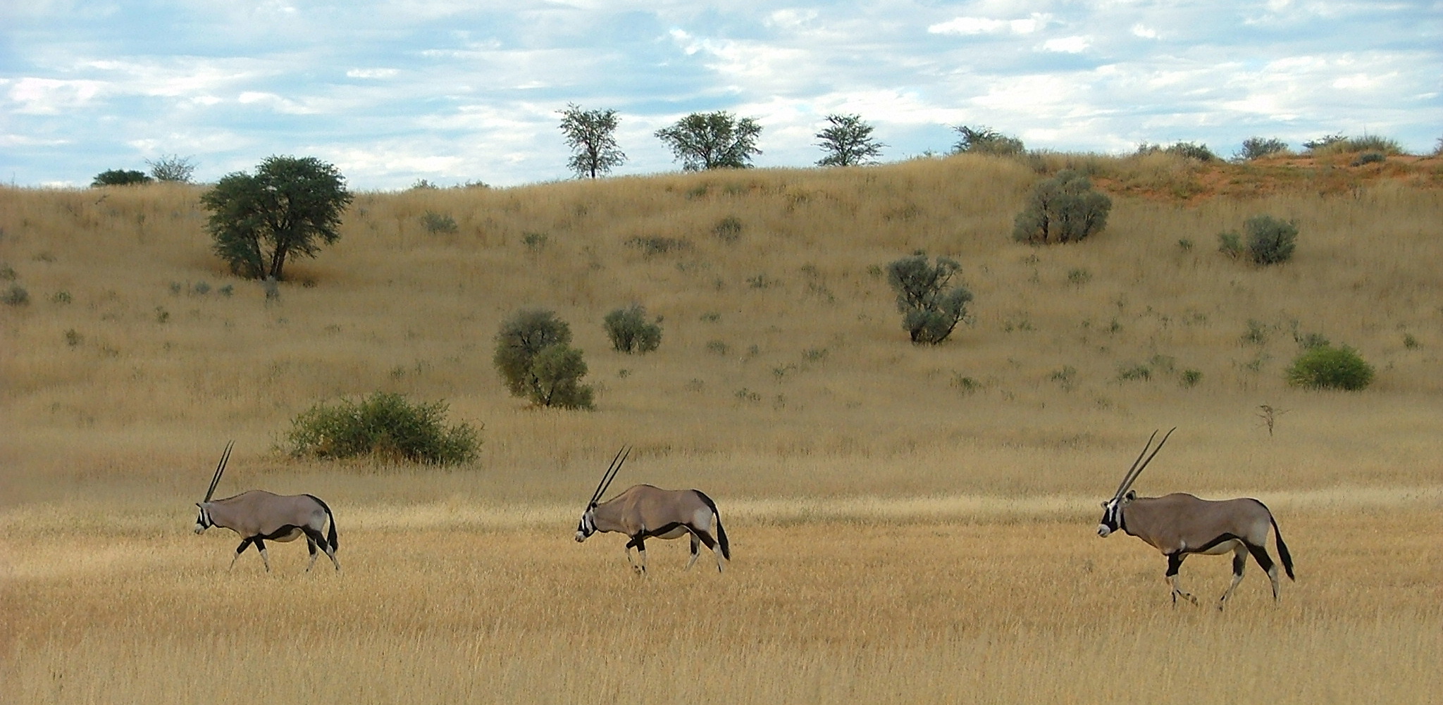 Spätnachmittag im Kgalagadi