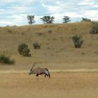 Spätnachmittag im Kgalagadi