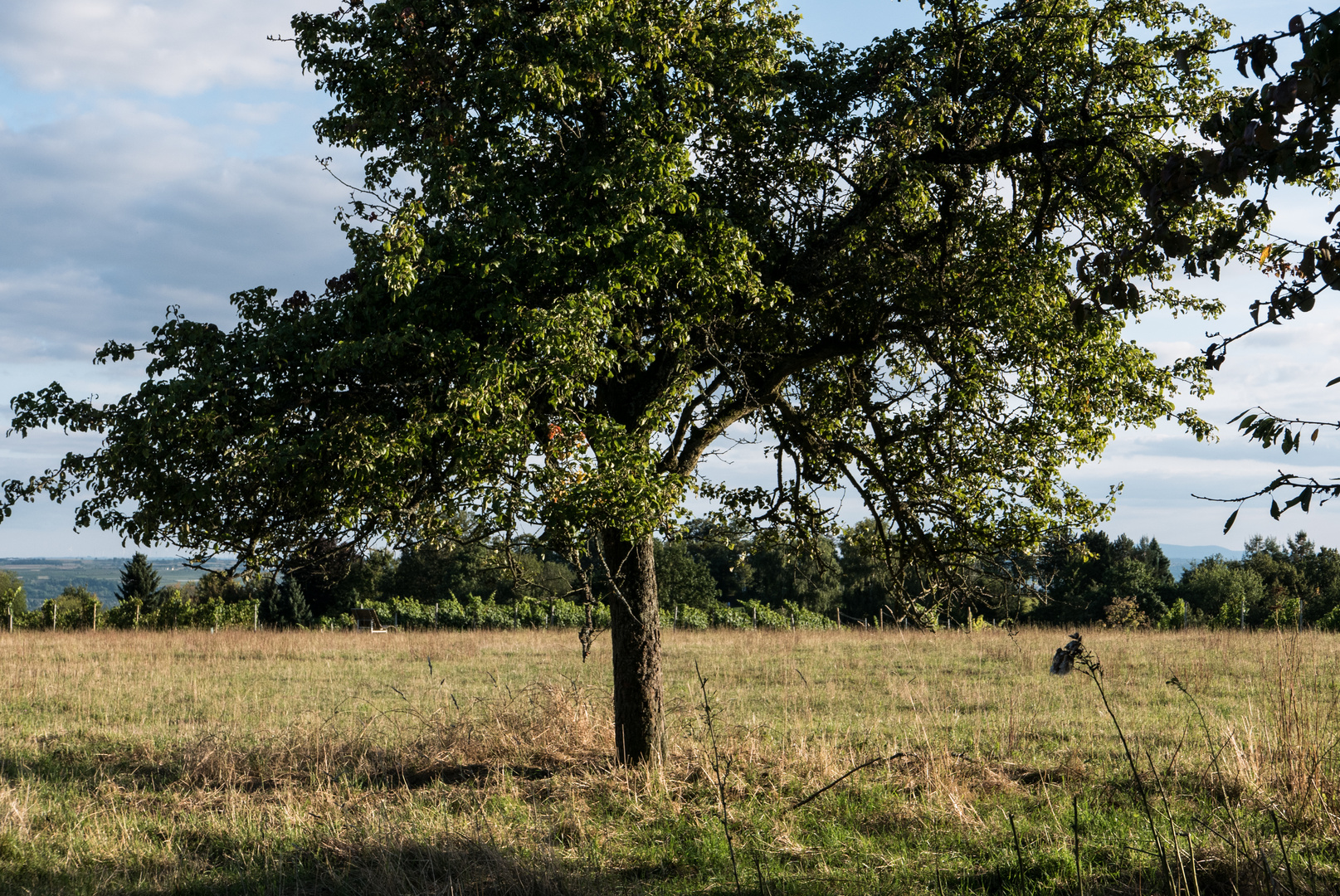 Spätnachmittag im Rheingau