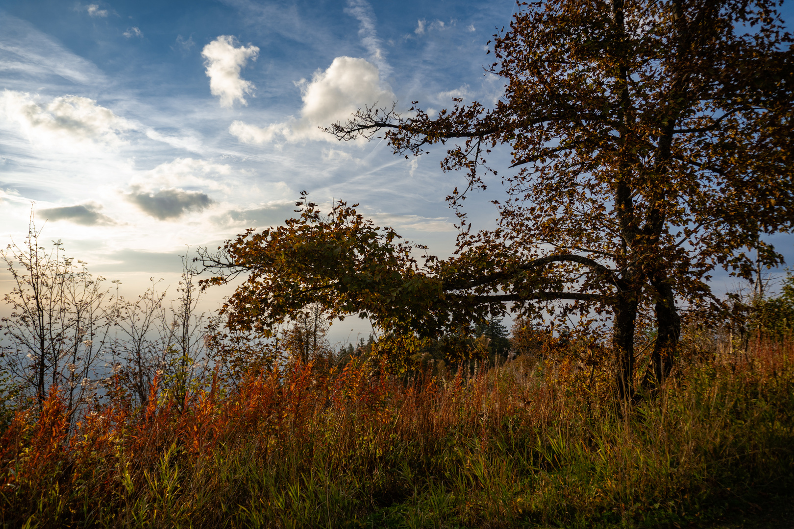 Spätnachmittags auf dem Hochblauen