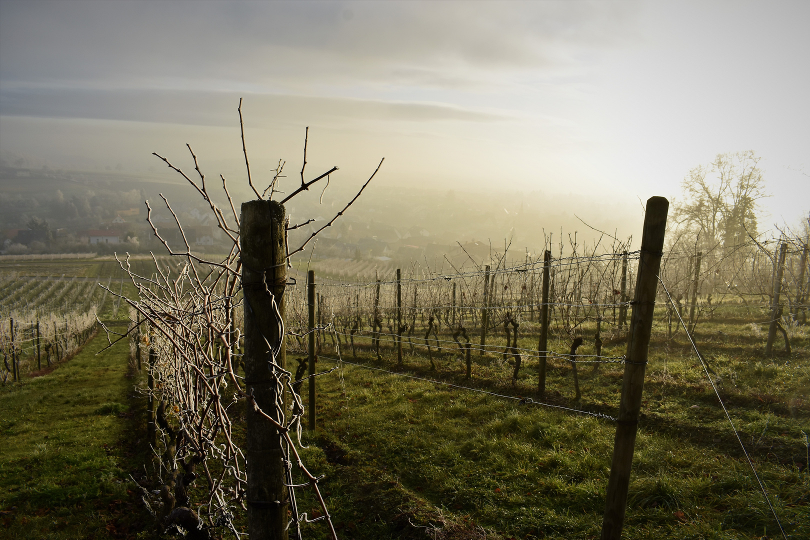 Spätnachmittags in den Weinbergen